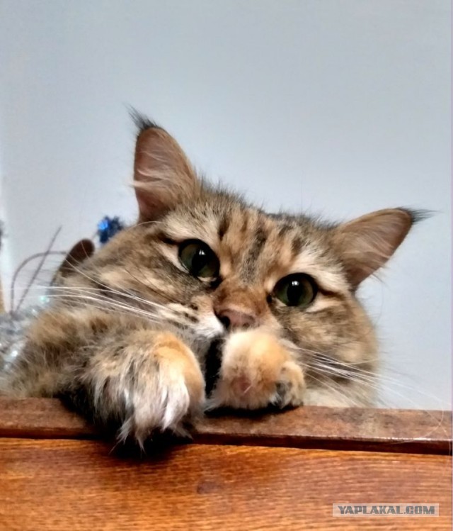 Ура! Котовторник.