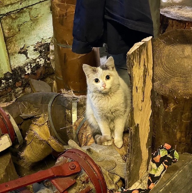 Коты ишачат на заводе