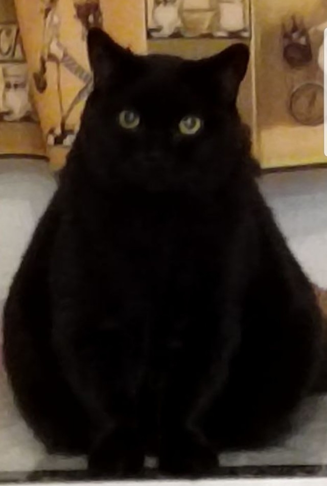 Метаморфоза (про котэ)