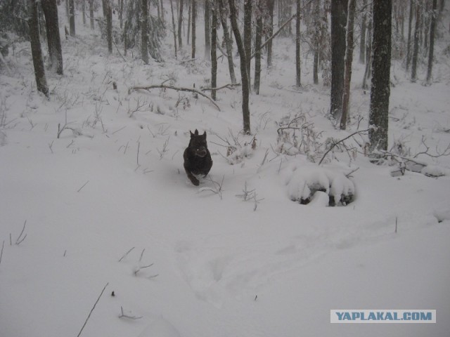 Деревенская Америка