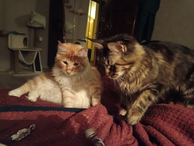 Кошка