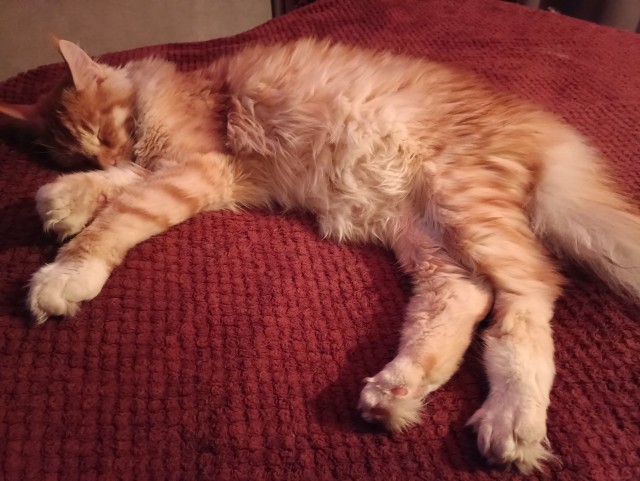 Кошка