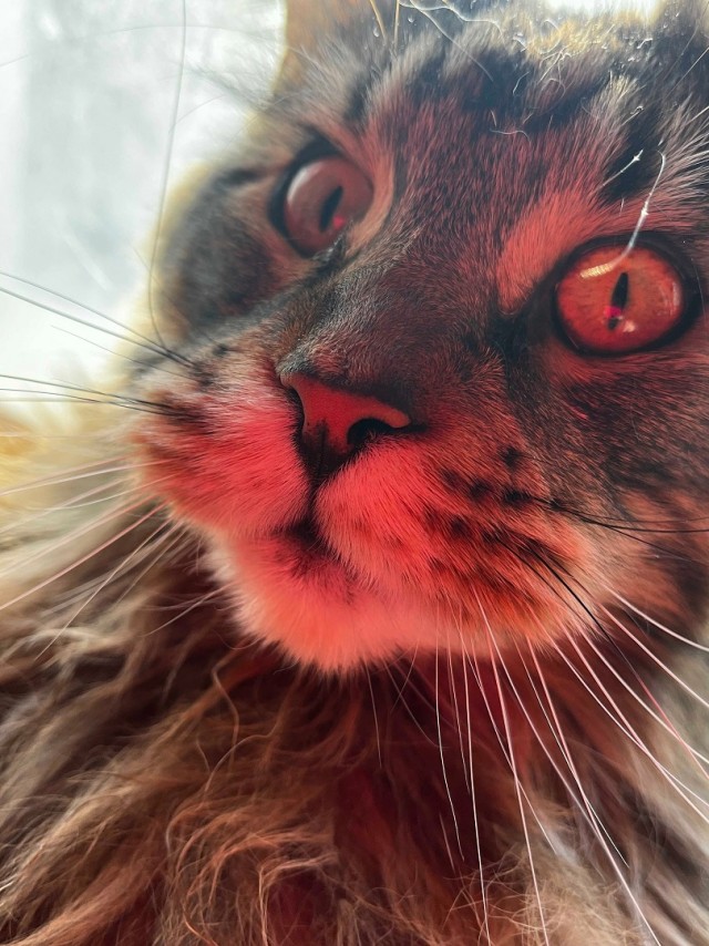 Начинаем котовторник.