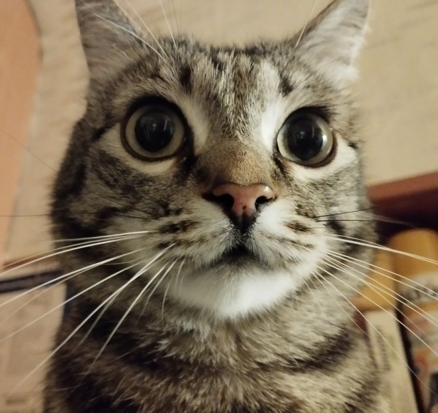 Пройдемся по котикам?!