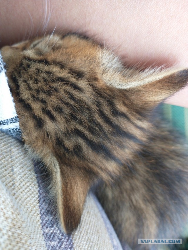 Котовторник. Немного сицилийских котов.
