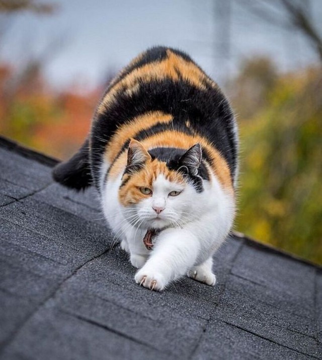 Фрау фон Мышецап