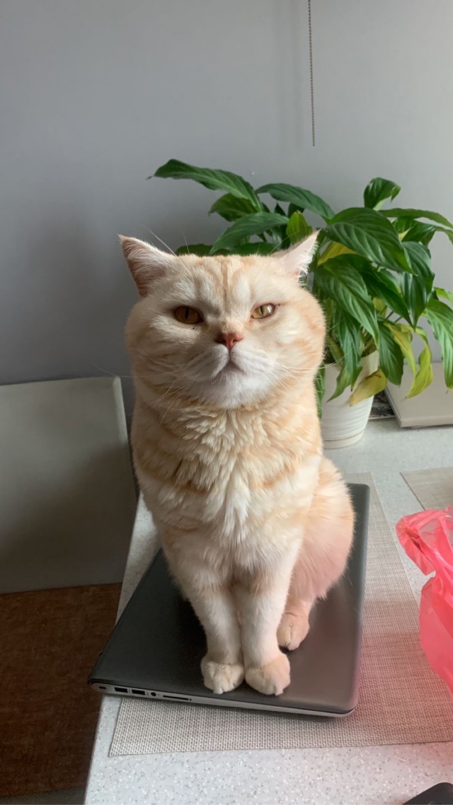 Не только котовторник, а еще и Всемирный день кошек!