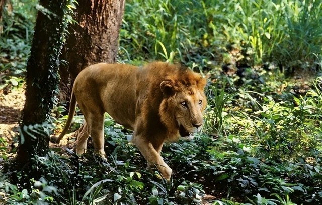 Азиатский лев: Они живут в Индии, их осталось всего 600. Единственный лев, который может встретиться с тигром в дикой природе!