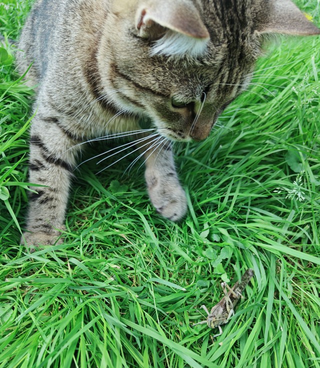 Ненужный кот