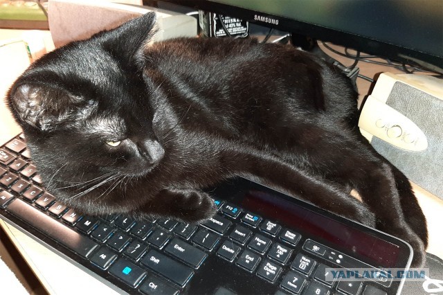 Котовторник