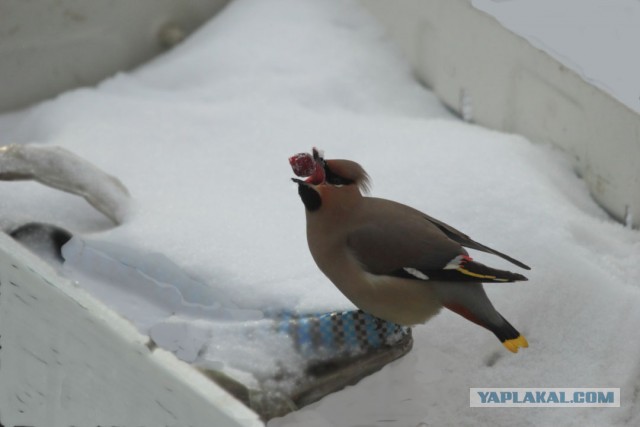 Свиристели, свиристели... пообедать прилетели!