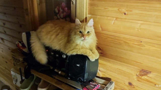 Решился наконец завести котейку