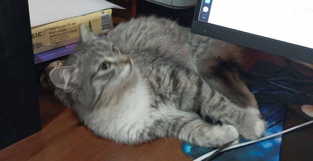 А где котики, сегодня же вторник!