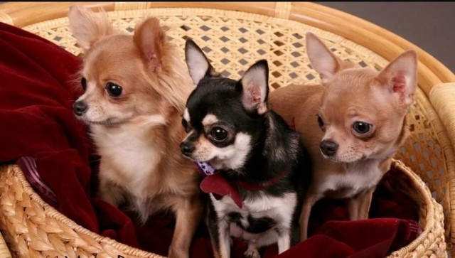 В России хотят создать реестр хозяев опасных домашних животных