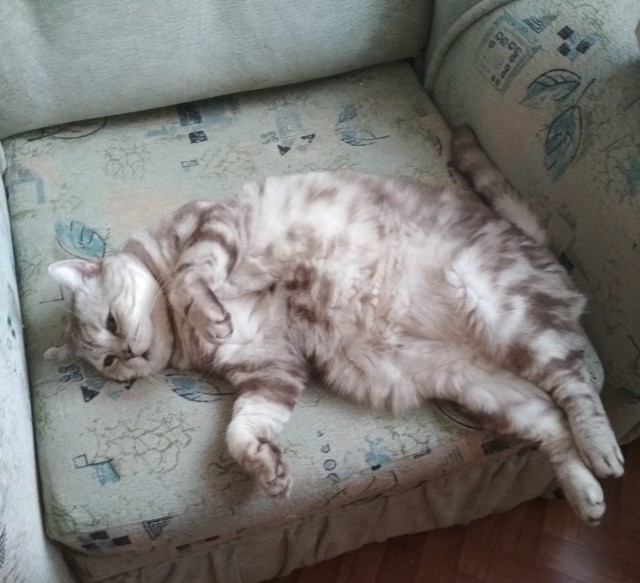 Совпало с котовторником.