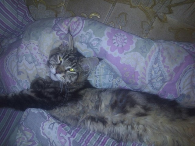 Немного о  Мейн Куне.