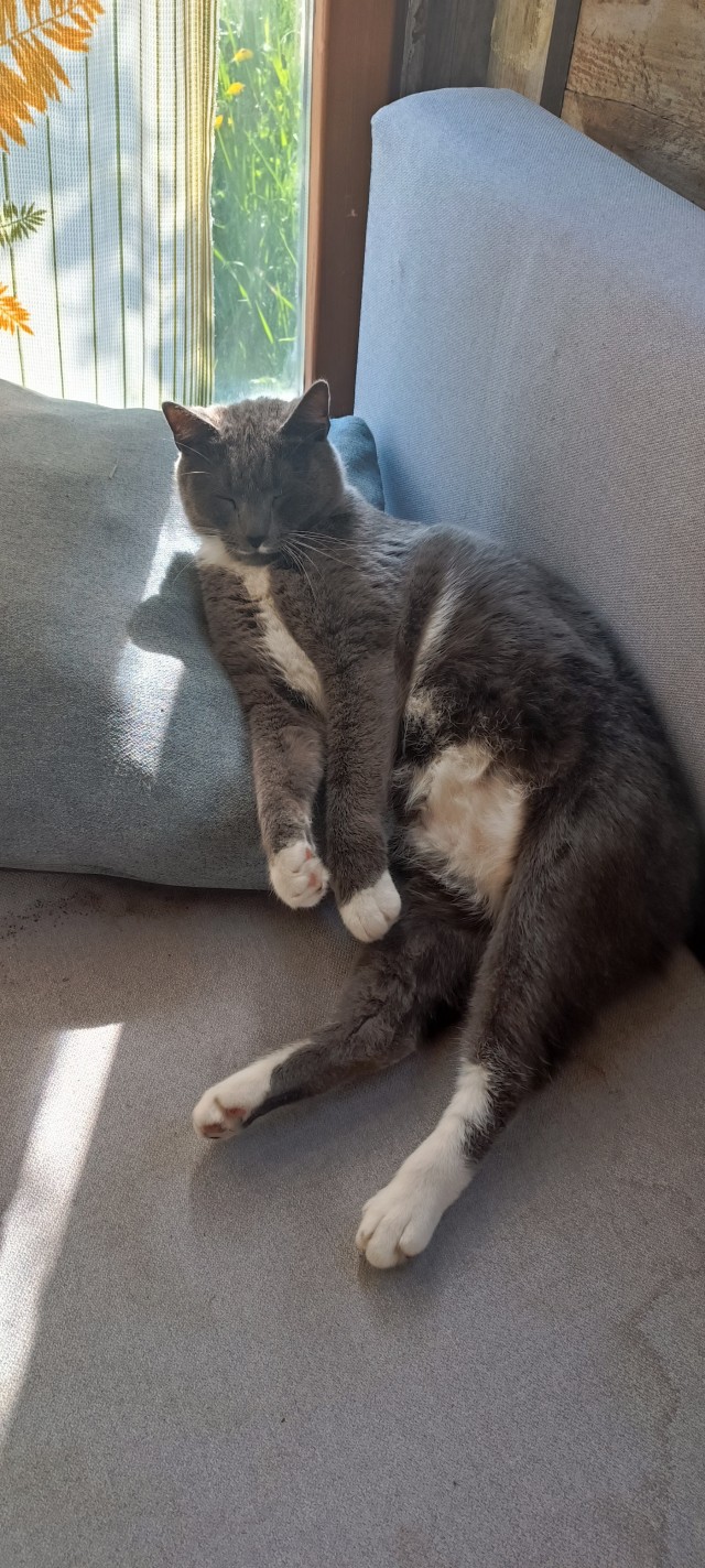 Котовторник