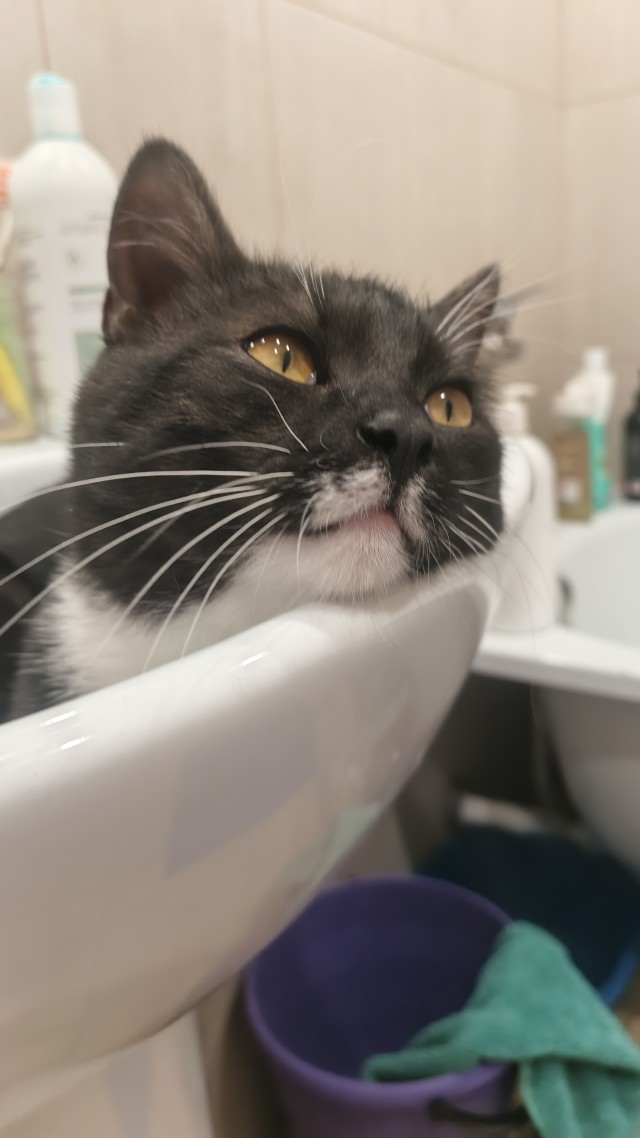 Котейка на укотовление