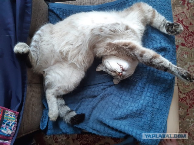 Один день из жизни рыжего кота