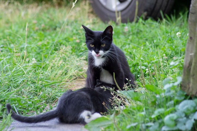 А котовторник уже пришёл?