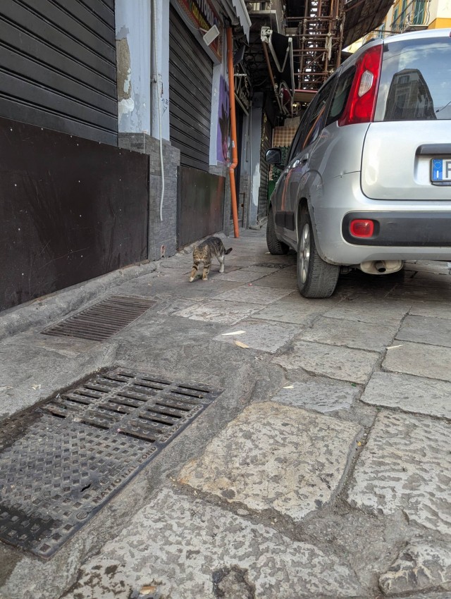 Котовторник из Палермо
