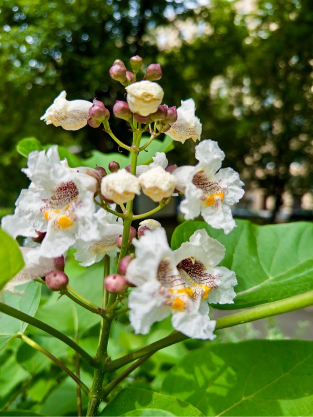 «Достали!»: жители двора с цветущей магнолией в Кисловском переулке взбунтовались против нашествия блогеров