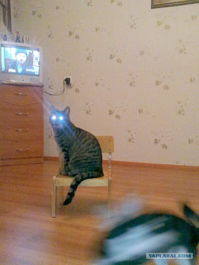 Котовторник 6.05.2014