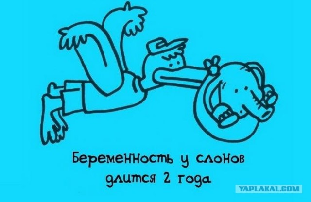Занимательные факты в картинках