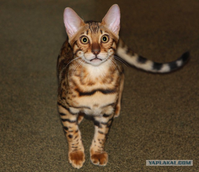 Котовторник 30.09.2014