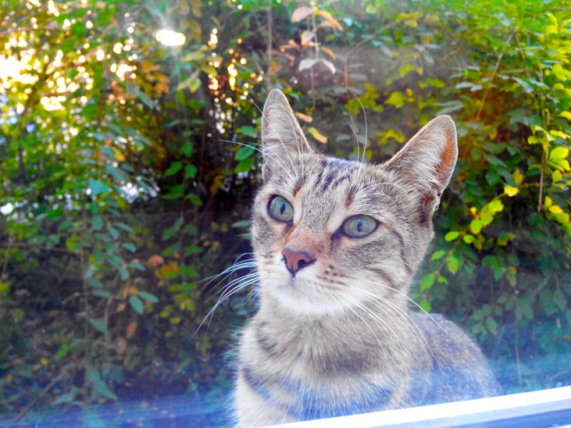 Котовторник 28.10.2014