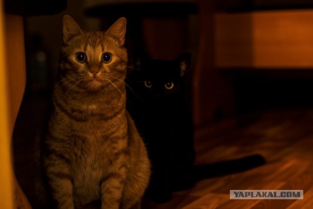 Котовторник