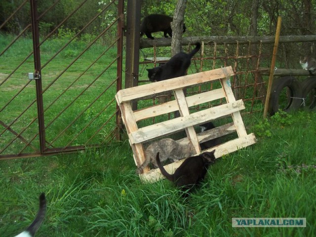 Жизнь домашнего приюта для котеек 61