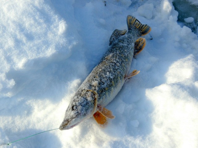 Корюшка зовет! Охота на рыбу-огурец