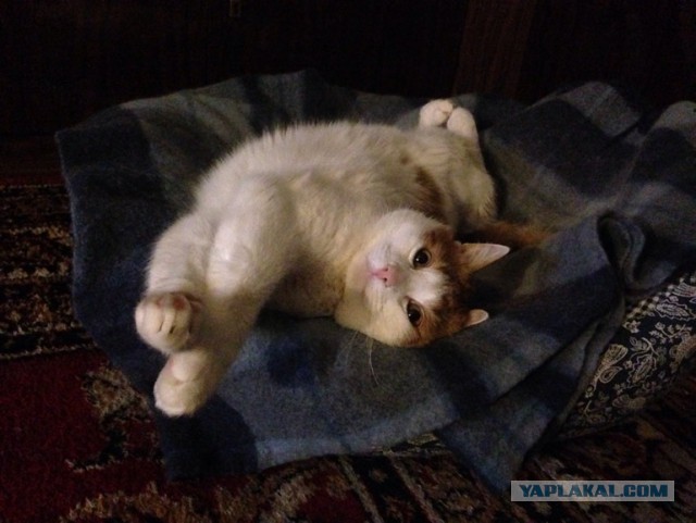 Новогодний котовторник,05.01.16.