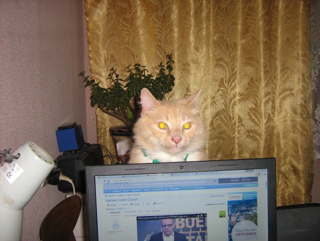 Выглядывающие коты