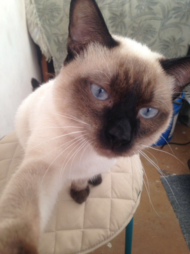 Коты и Кошки