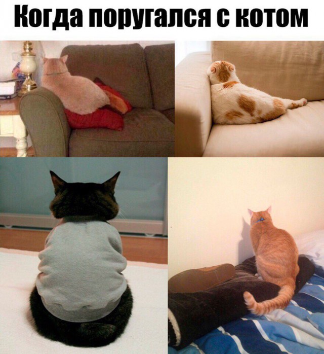 Подборка забавных животных