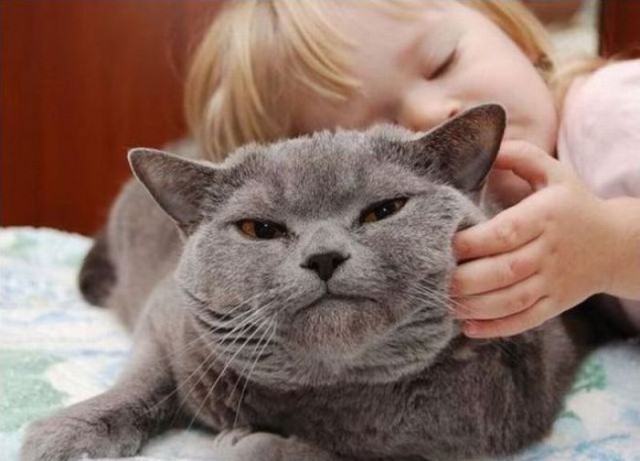 Коты и Кошки
