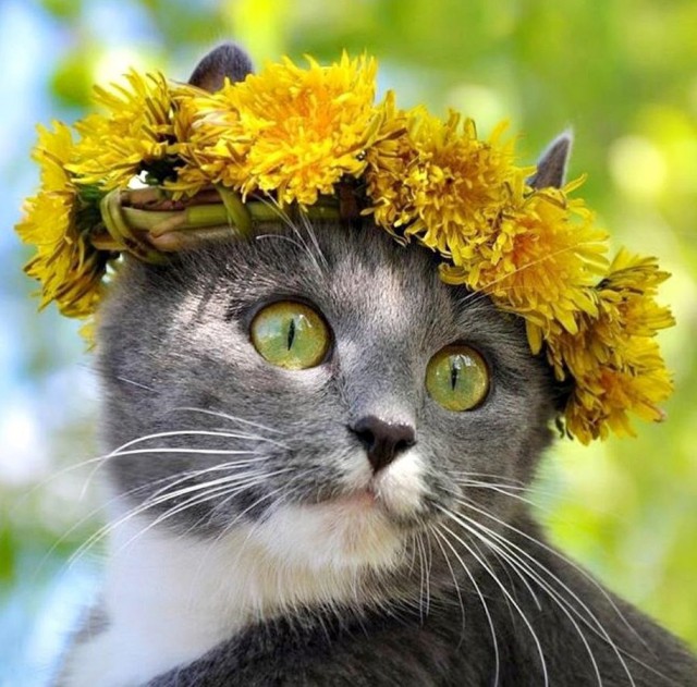 Коты и Кошки