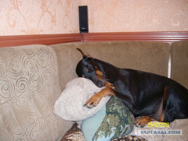 Ньюфаундленд - идеальная собака для семьи