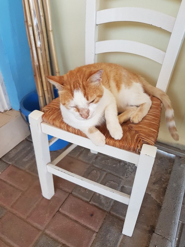 Котовторник 24.04.2018