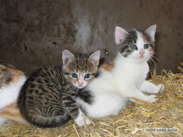 Котовторник (16.09.08)