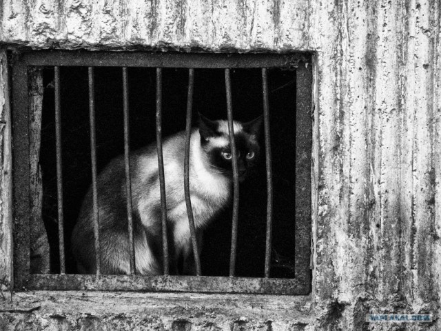 Котовторник на 22 июня