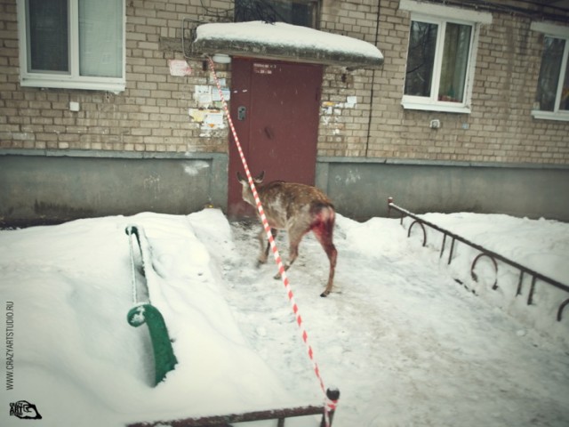 Приключения "Бемби" в Ярославле