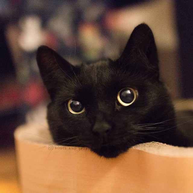 Прикольных котов пост