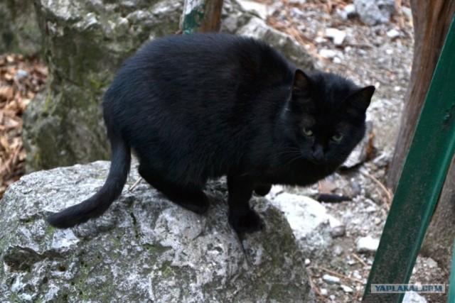 Котовторник 17 января