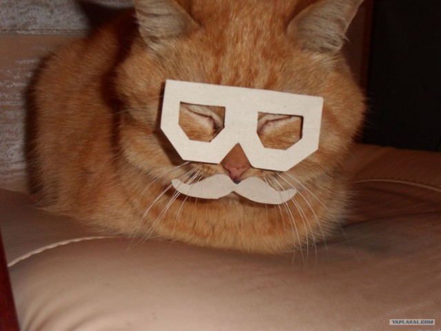 Котовторник  от 3.04.2012