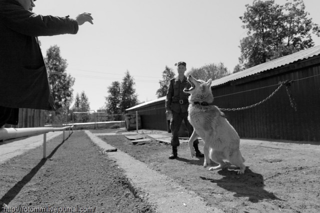 Волчья кровь