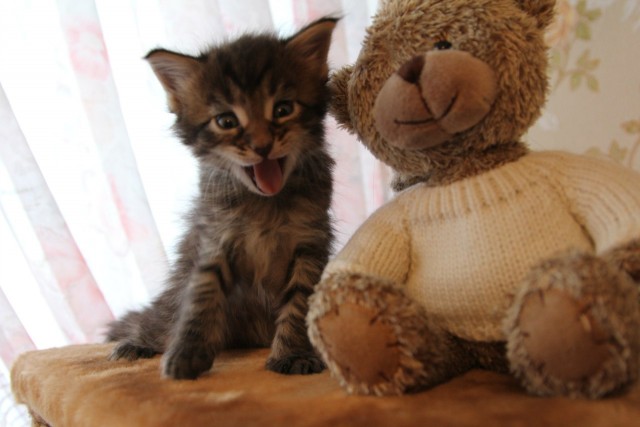 Котовторник  14.08.2012.