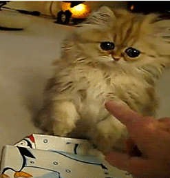 Кто?! Кто посмел обидеть маленького?!